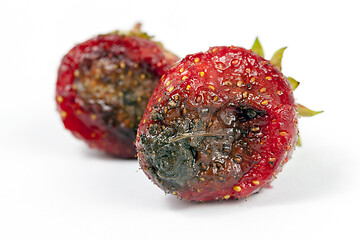 Image showing Rotten strawberry