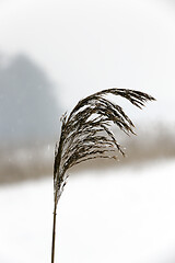 Image showing dry grass in the winter