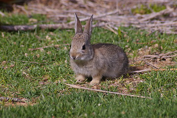 Image showing Cottontail A