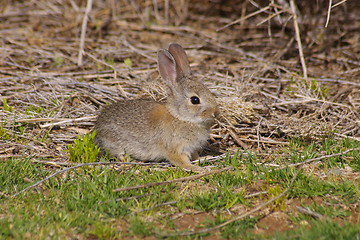 Image showing Cottontail B
