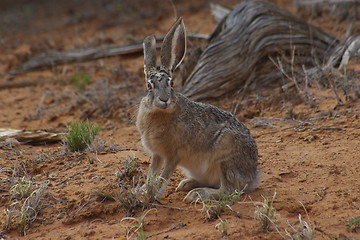 Image showing Jack Rabbit C