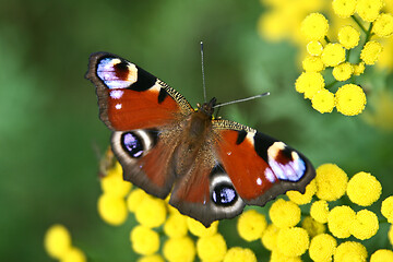 Image showing Red butterfly