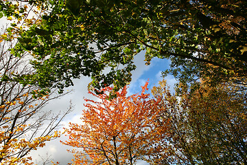 Image showing autumn in Denmark