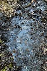 Image showing Bobbles on stagnating colorful water on a pond in Denmark