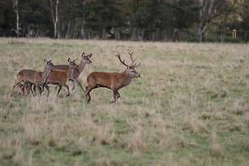 Image showing Deers