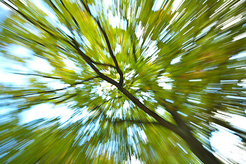 Image showing Trees in autumn in denmark