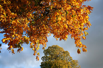 Image showing autumn in Denmark