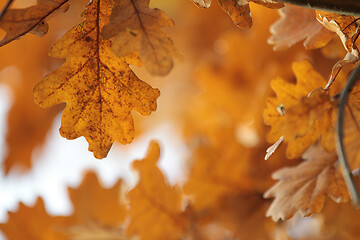 Image showing Oak leaves closeup