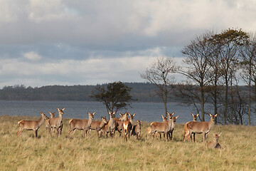 Image showing Deers