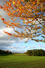 Image showing autumn in Denmark