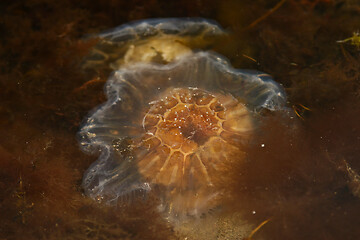 Image showing Octopus at the beach 