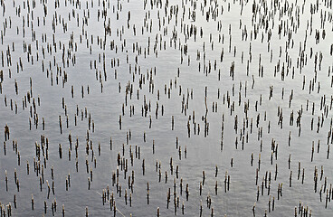 Image showing Reeds on a lake