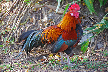 Image showing Rooster A