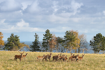 Image showing Deers