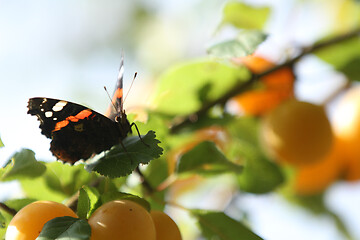 Image showing Red butterfly