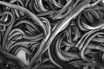 Image showing Eels 