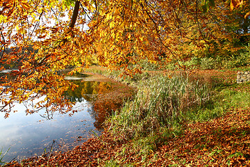 Image showing autumn in Denmark