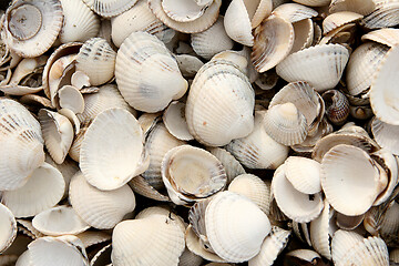 Image showing Shells at the beach in the northen part of Seeland in Denmark