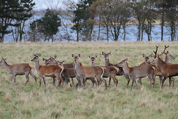 Image showing Deers