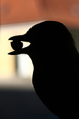 Image showing Bird eating