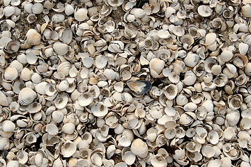 Image showing Shells at the beach in the northen part of Seeland in Denmark