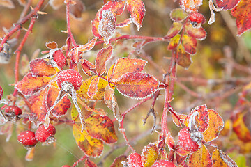 Image showing autumn in Denmark