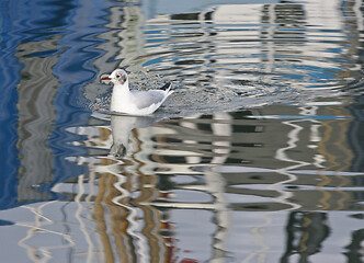 Image showing Seagull at a danish harbour 