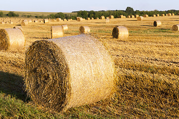 Image showing wheat, close up