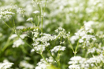 Image showing Blooming in summer white flower