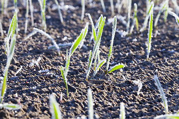 Image showing covered with frost young sprouts close-up of wheat