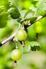 Image showing Green ripe gooseberry