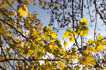 Image showing Yellow maple foliage