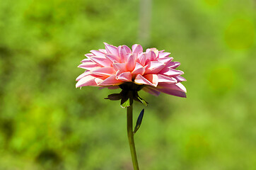 Image showing Single flower of dahlia