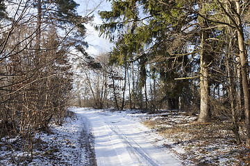 Image showing Snow-covered forest