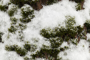 Image showing moss under the snow