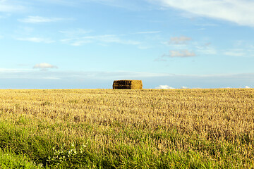 Image showing straw after harvest