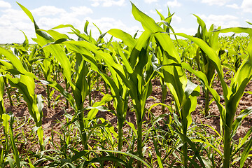 Image showing corn field close up