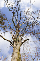 Image showing Mistletoe growing on the branches of a tree