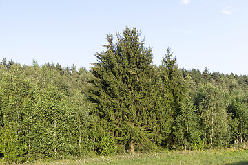 Image showing forest trees, summer