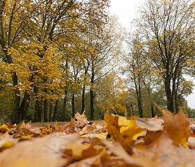 Image showing Autumn forest, maples