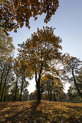 Image showing Maple Park in autumn