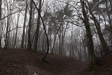 Image showing Forest in autumn