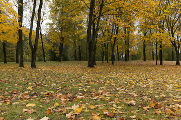 Image showing trees in a city park in late fall