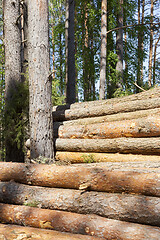Image showing Trunks of pines, wood