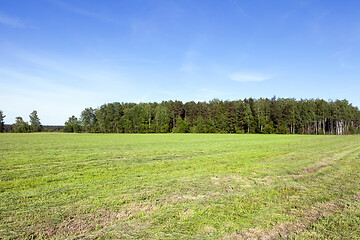 Image showing Mowed meadow