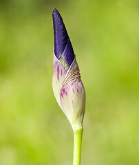 Image showing closed bud of a blue iris