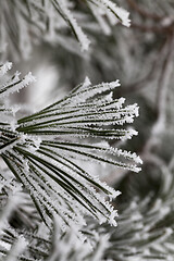 Image showing Frost on needles of pine