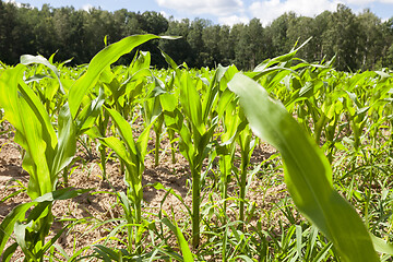 Image showing closeup on a cornfield.