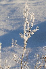 Image showing Snow on the branches