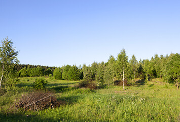 Image showing Growing young forest